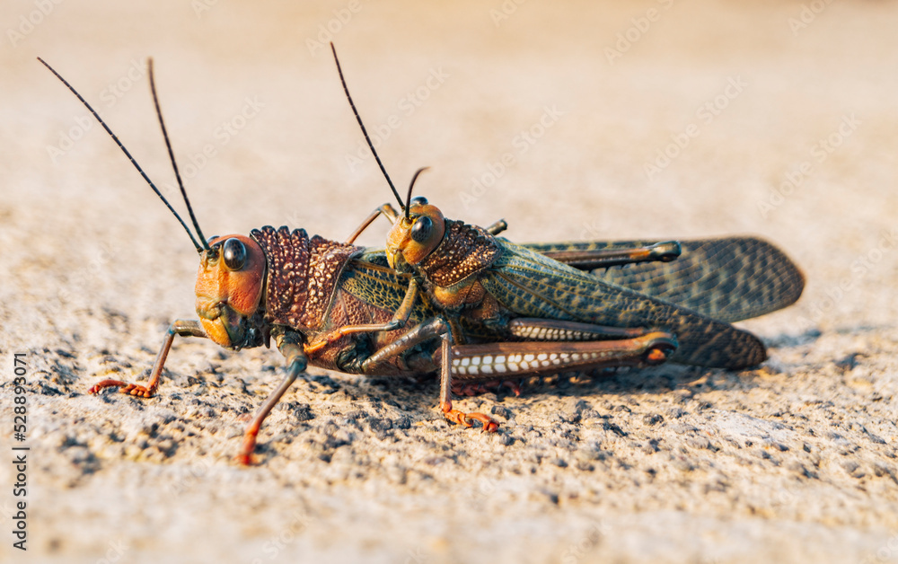 Close up of two crickets mating, View of two crickets mating. Two grasshoppers mating. Insect mating concept Close up of two crickets mating, View of two crickets mating. Two grasshoppers mating. Insect mating concept