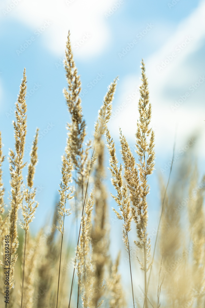 Obraz premium stalks of dry grass in a field on the background of the sky