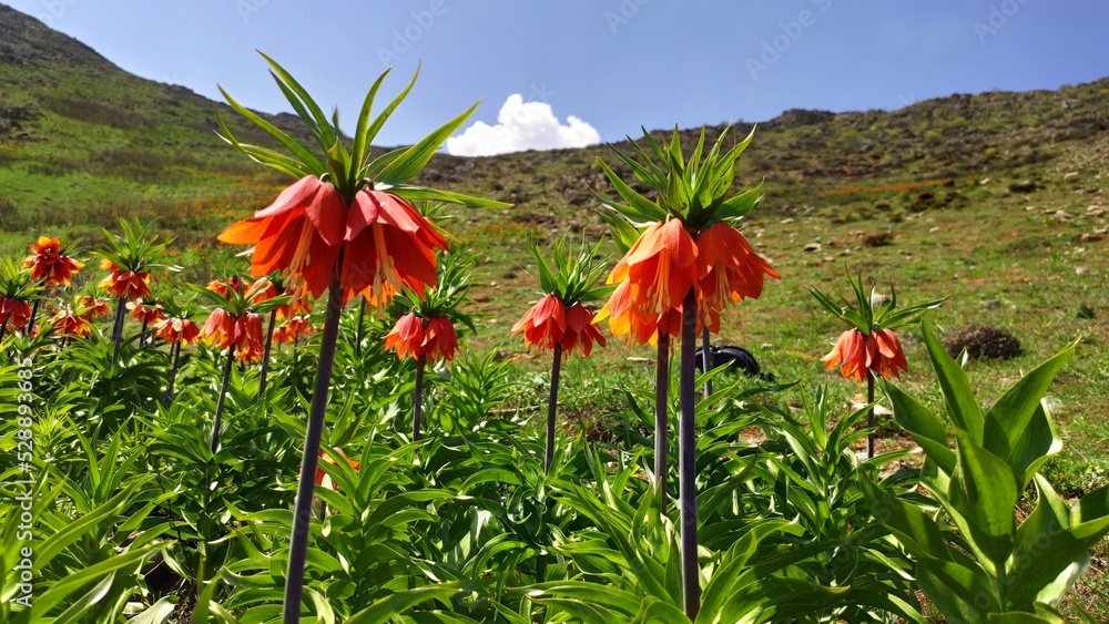 naturally blooming inverted tulip. naturally blooming inverted tulip.