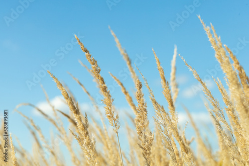 stalks of dry grass in a field on the background of the sky