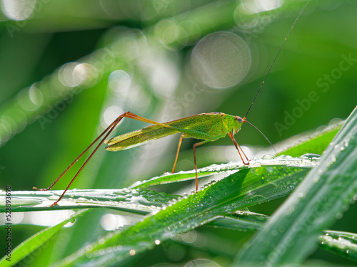 Wallpaper Mural 雨の雫とアシグロツユムシ Torontodigital.ca