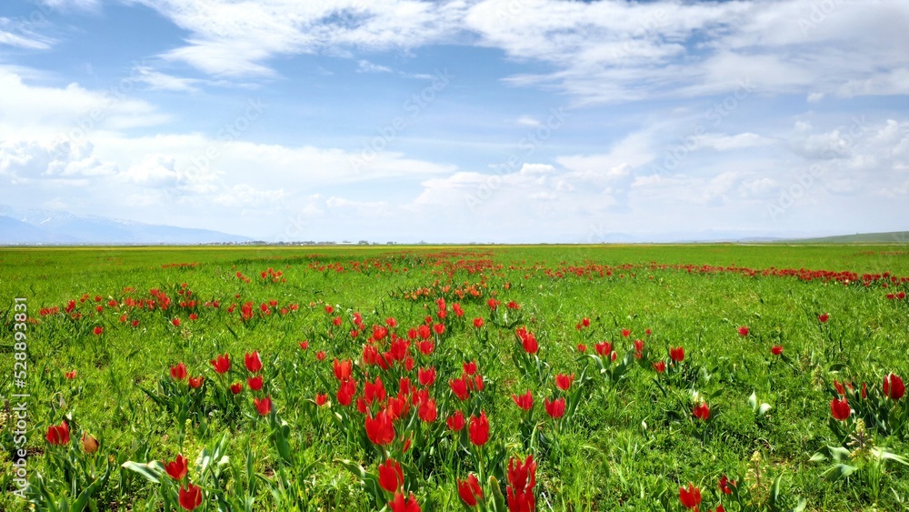 Obraz premium Natural Red Tulips