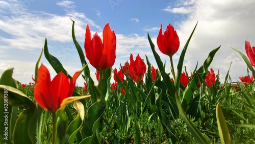 Natural Red Tulips