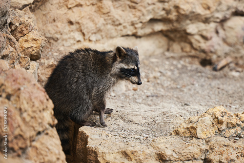 Wild Raccoon. Procyon lotor. Funny young raccoon live and play on a rock. Wildlife America