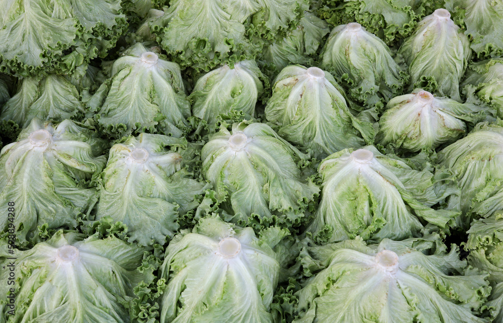 organic and fresh lettuces in the market organic and fresh lettuces in the market