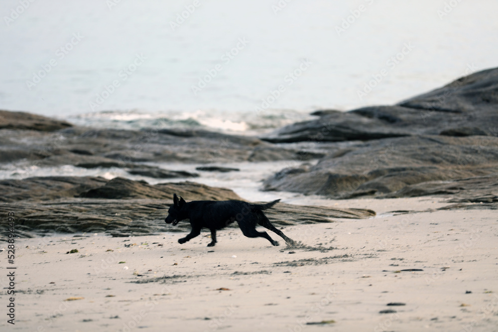 Dog on the beach and playing in the water Dog on the beach and playing in the water