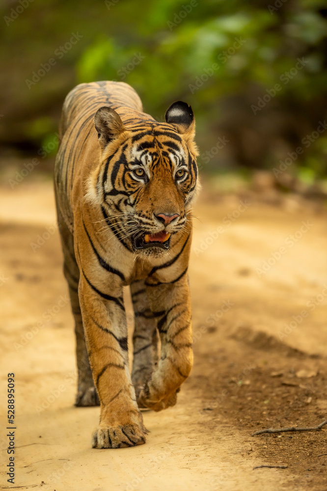 Fototapeta premium wild adult bengal male tiger or panthera tigris tigris head on walking portrait in natural green background at ranthambore national park tiger reserve sawai madhopur rajasthan india asia