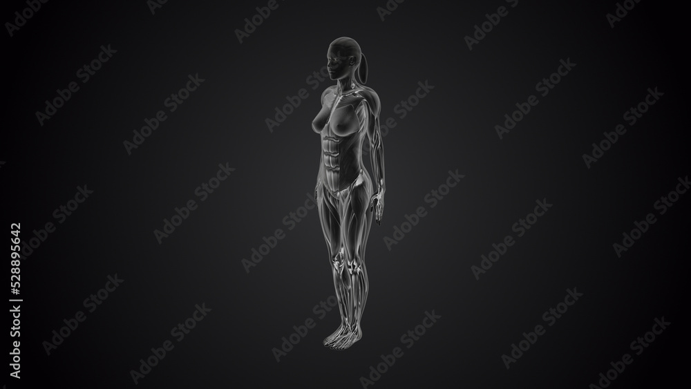 3D human tadasan mountain yoga pose on black background 3D human tadasan mountain yoga pose on black background