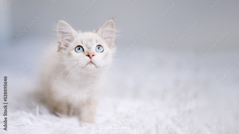Small point kitten with blue eyes on a white blanket. Kitty three months    