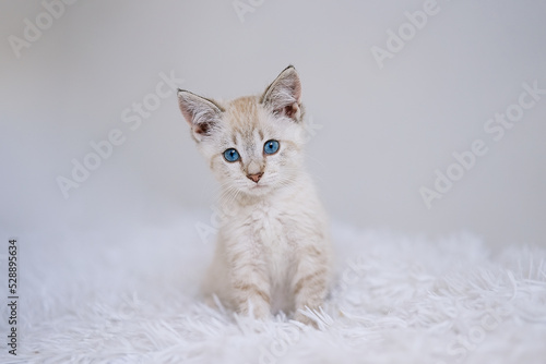 Small point kitten with blue eyes on a white blanket. Kitty three months 