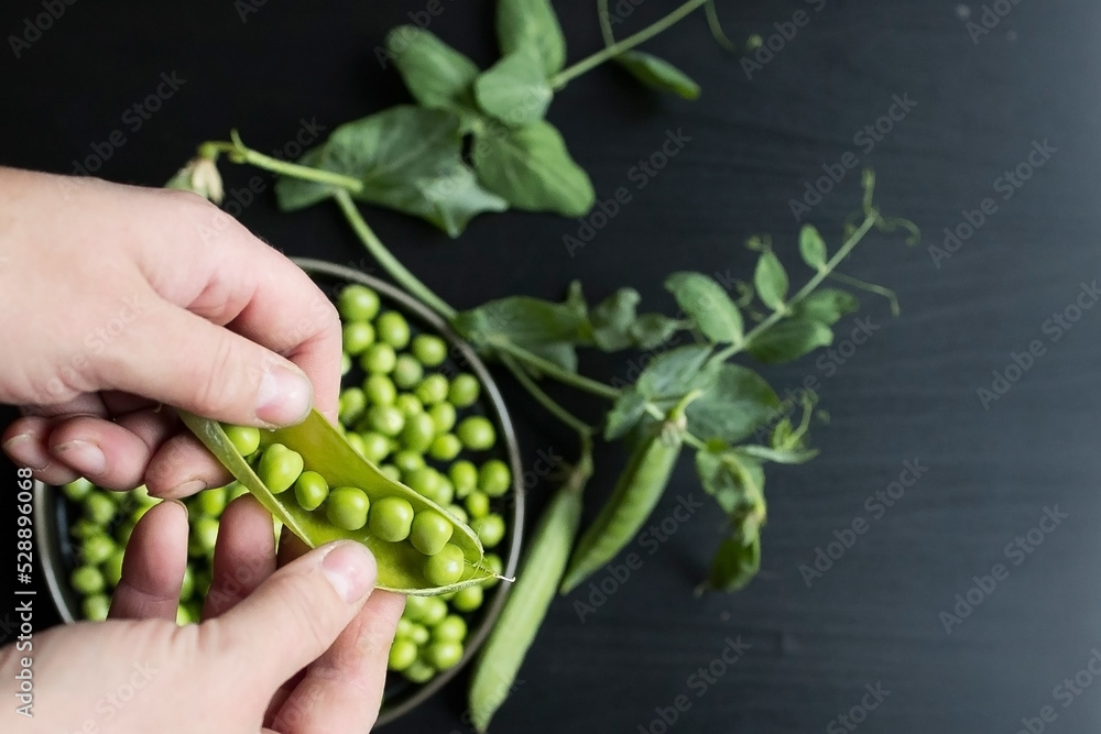 Preparation and processing of harvested homemade organic green peas in pods and shelled Preparation and processing of harvested homemade organic green peas in pods and shelled