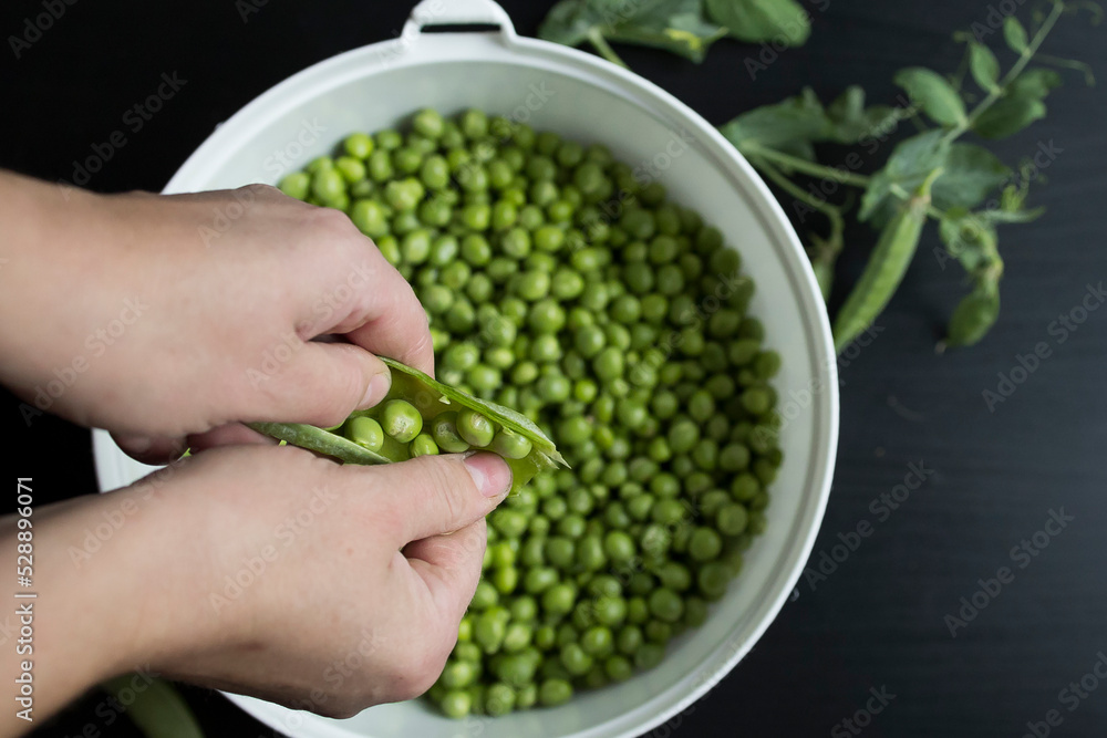 Preparation and processing of harvested homemade organic green peas in pods and shelled