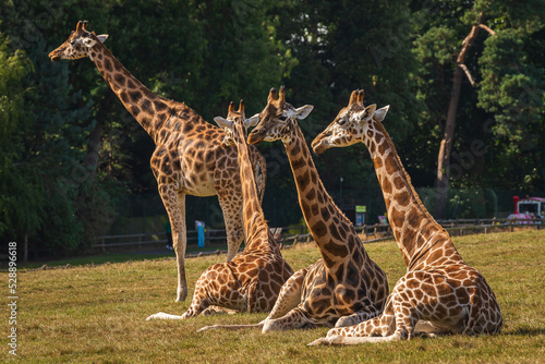 giraffe in the zoo
