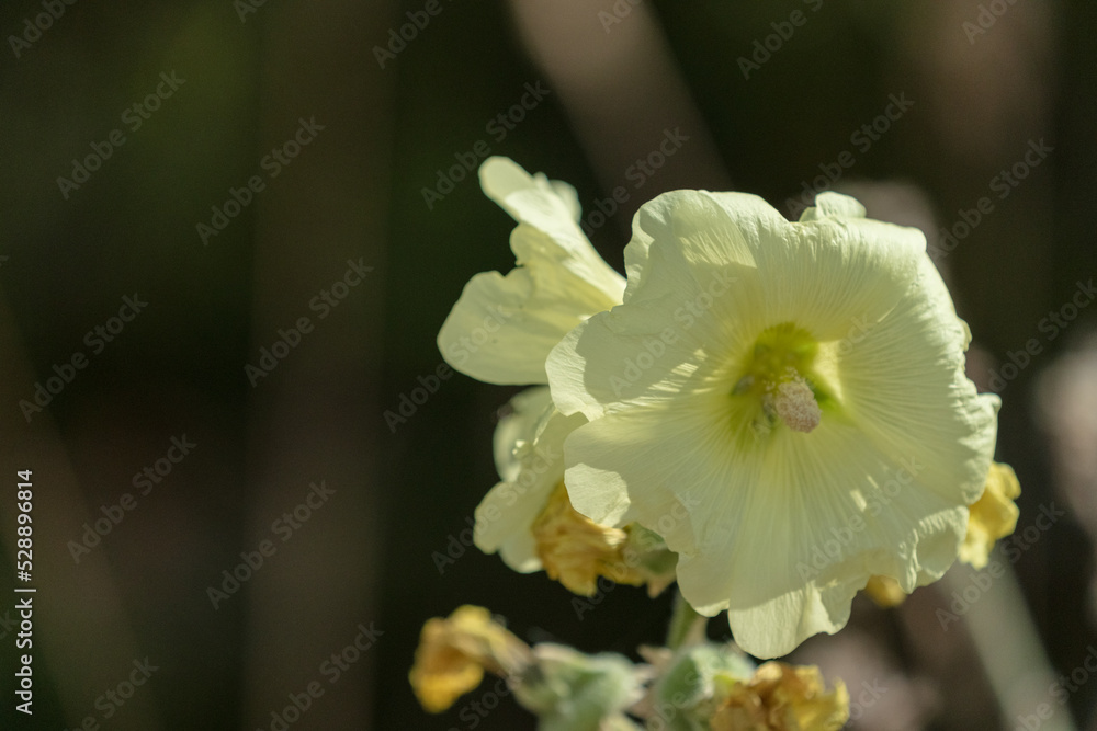 Garden hollyhock (Alcea rosea)