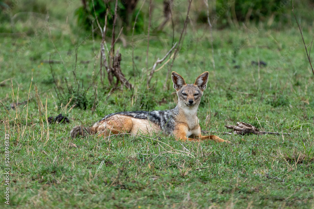 Beautiful black-backed jackal lying on the grass, in the savannah of the masai mara national reserve in Kenya, Africa Beautiful black-backed jackal lying on the grass, in the savannah of the masai mara national reserve in Kenya, Africa