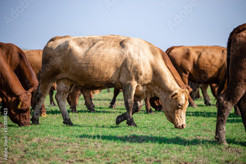 Herd of healthy cows in pasture grazing or eating grass for milk and meat production.