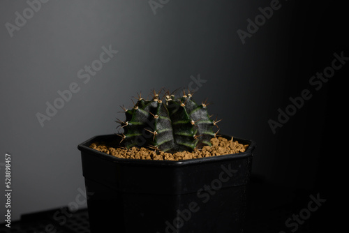 Gymnocalycium mihanovichii photo