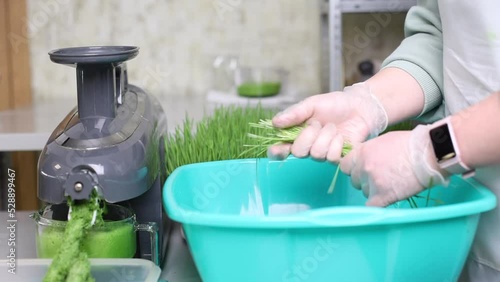 Extraction of wheatgrass juice using a professional electric juicer. A woman in gloves puts wheat sprouts into a juicer. Preparation of healthy juice from raw micro greens photo