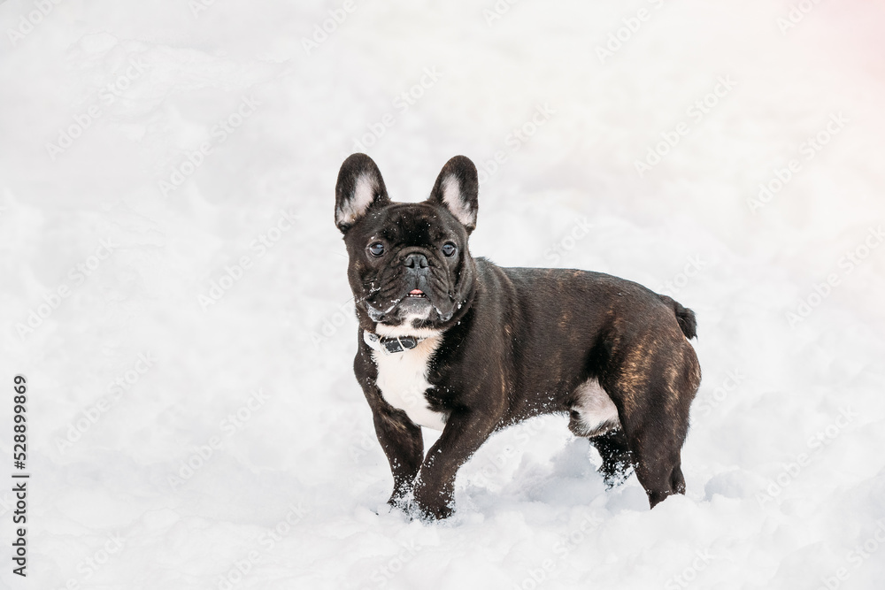 Error 404 Page Not Found Concept. Playful Pets Outdoor. Adult Black French Bulldog Dog Walking Outdoor In Snow At Winter Day. Bulldog Looks Confused, Error 404 Page Not Found Concept. Playful Pets Outdoor. Adult Black French Bulldog Dog Walking Outdoor In Snow At Winter Day. Bulldog Looks Confused,