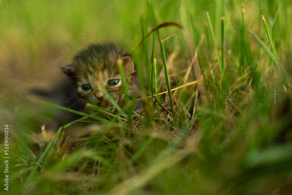 Fototapeta premium Two smart kitten playing in the outdoor