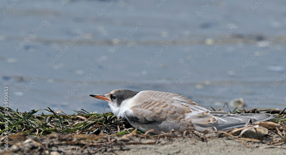 Juvenile Common Tern (Sterna hirundo), Greece Juvenile Common Tern (Sterna hirundo), Greece