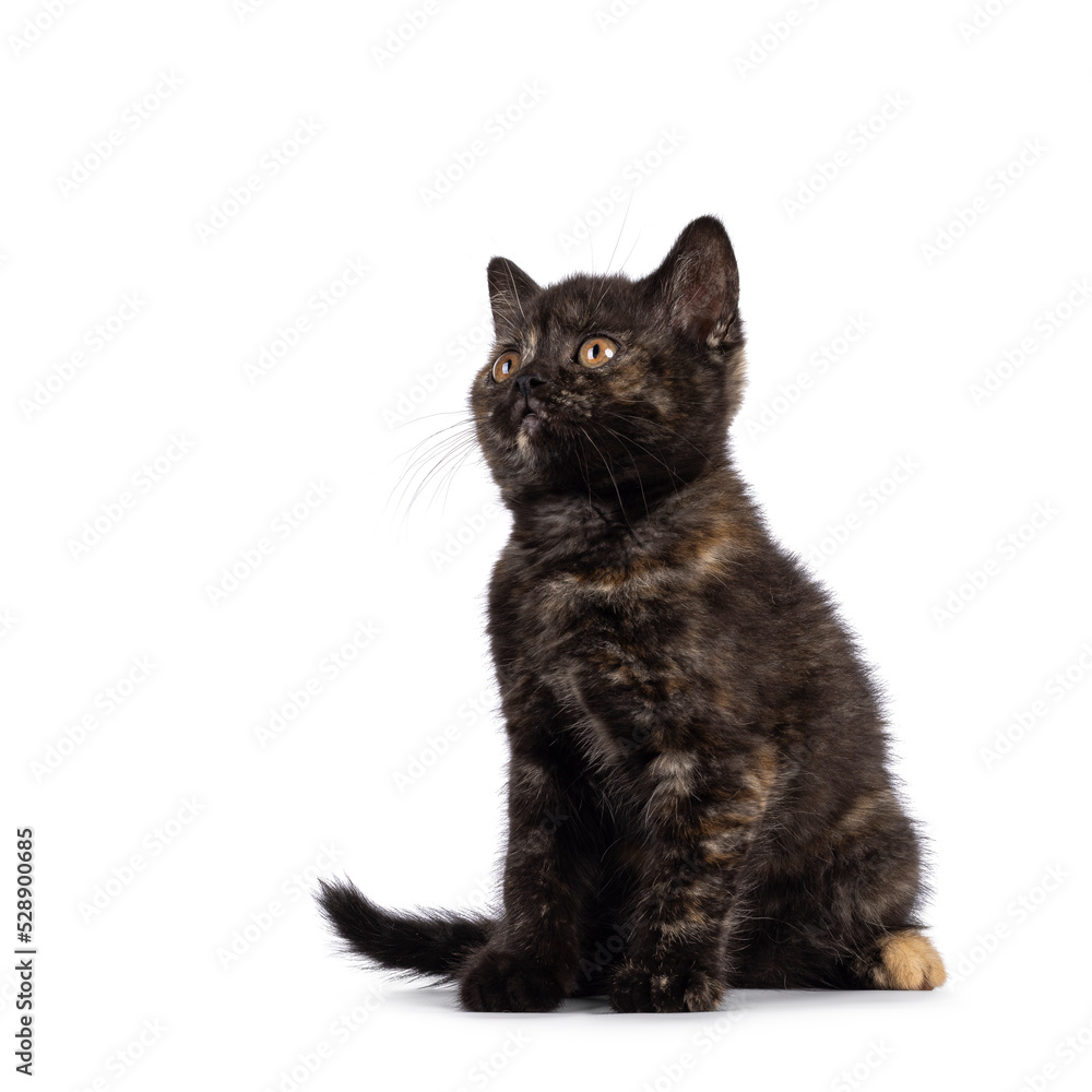 Curious little tortie British Shorthair cat kitten, sitting side ways. Looking up and away from camera. Isolated on a white background.