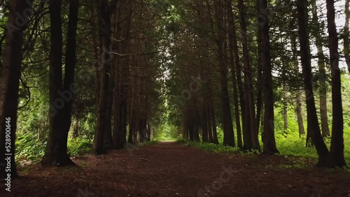 Volga-Kama Arboretum. Protected area near the Raifa Monastery. Alley of pine trees. Trail in the woods. Travel and tourism in Russia. Walking in the woods. Fresh air. Fly footage from a drone. photo