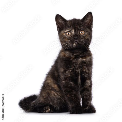 Curious little tortie British Shorthair cat kitten, sitting side ways. Looking towards camera with big round eyes. Isolated on a white background.