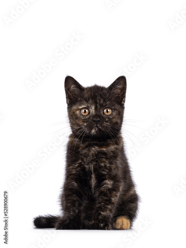 Curious little tortie British Shorthair cat kitten, sitting facing front. Looking towards camera with big round eyes. Isolated on a white background.