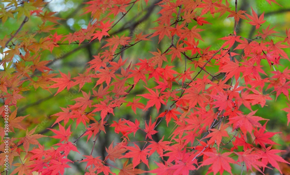 紅葉