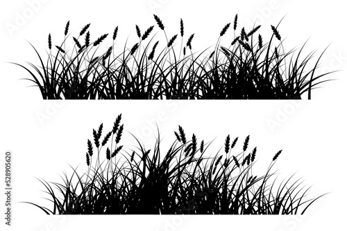 reeds grass silhouette