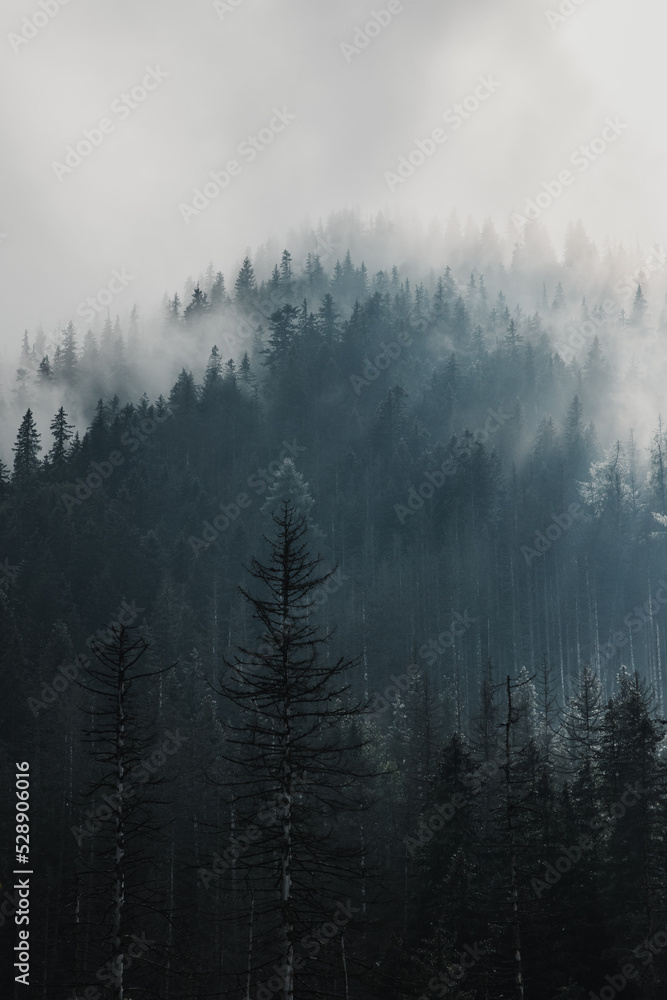 fog in the mountain forrest