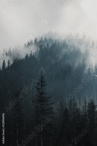 fog in the mountain forrest