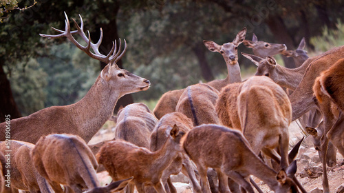 Tableau sur toile Red Deer, Cervus elaphus, Rutting Season, Monfragüe National Park, SPA, ZEPA, Bi