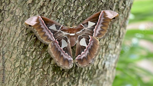 Giant Moth flaps its colorful wings on the tree photo