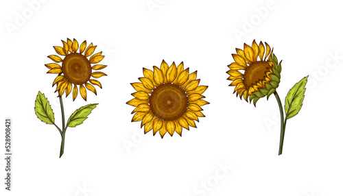 Sunflower flower vector drawing set. Hand drawn isolated illustration of sunflower in vintage sketch. Great for oil packaging design, label, banner, poster.