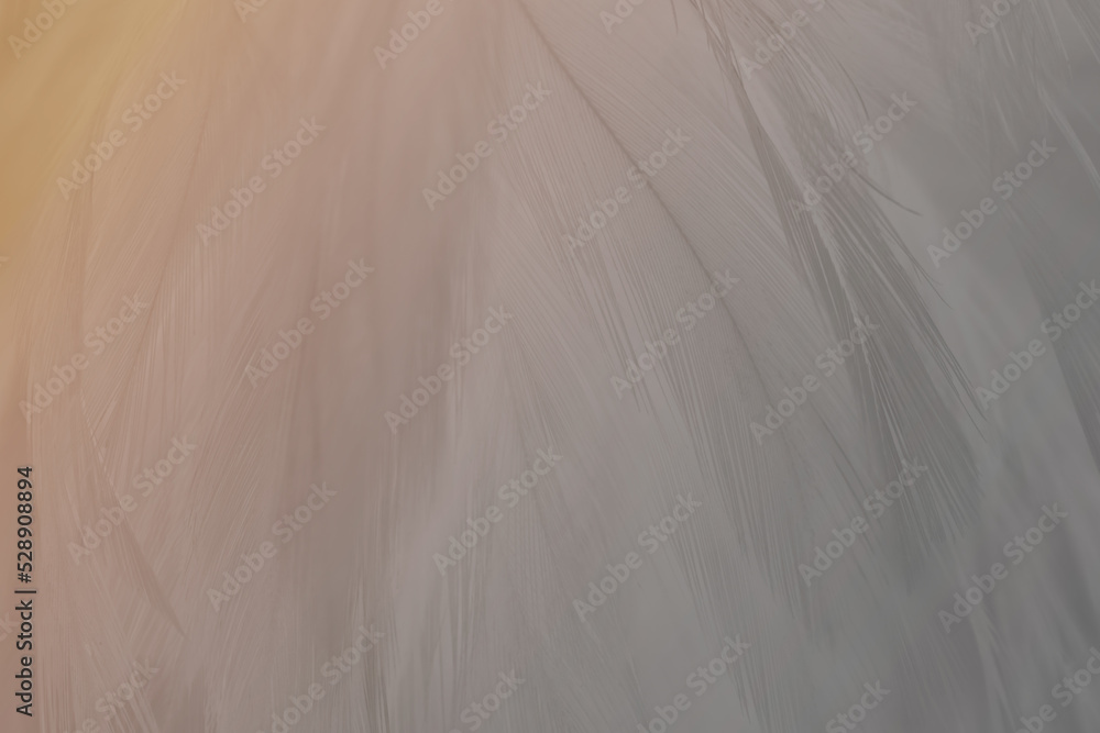 Gray white feather wooly pattern texture background with orange light Gray white feather wooly pattern texture background with orange light