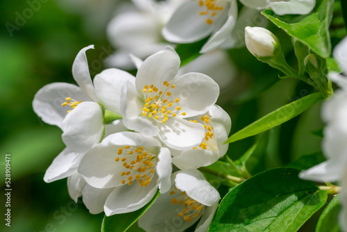 Close up of jasmine flowers in a garden.