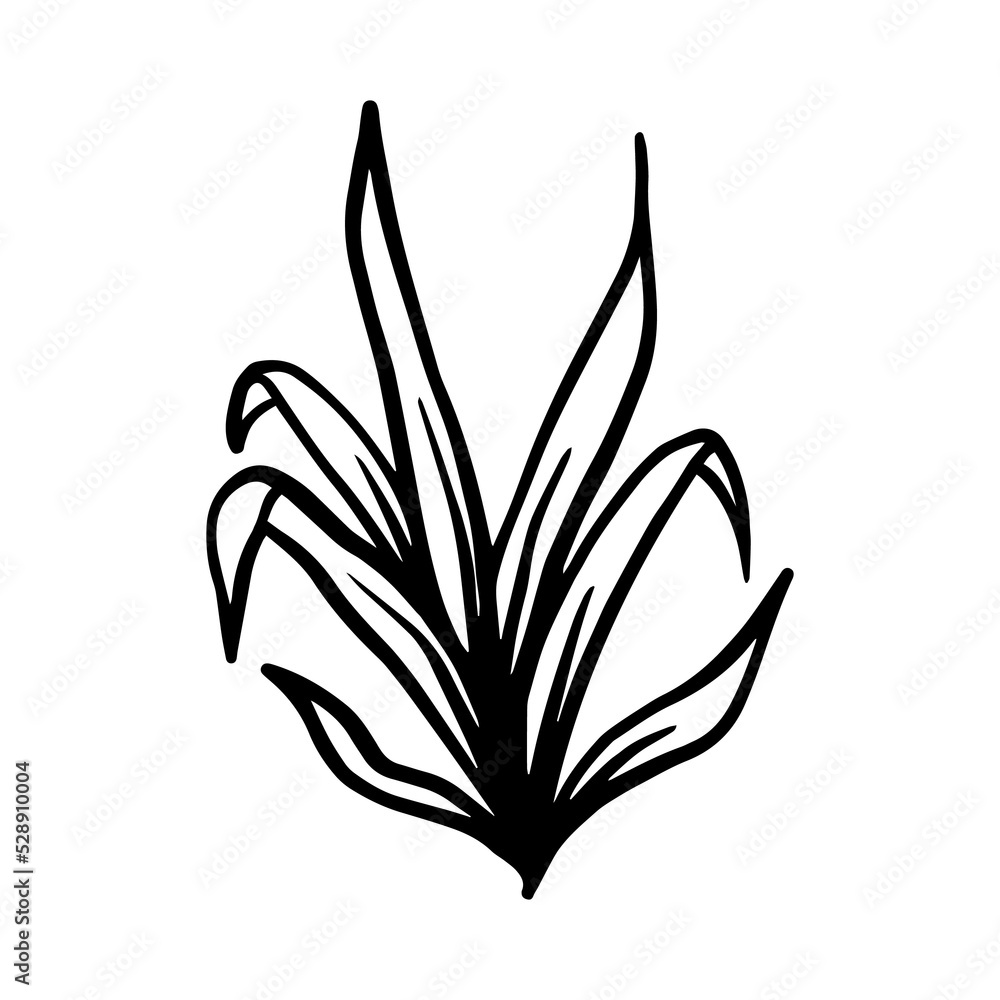 Lemon Lime Dracaena hand drawn leaf and flower illustration, flower lineart isolated graphic elements for your design, floral line art for classic design
