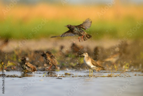 Wood sandpiper and flying Common starling © Creaturart