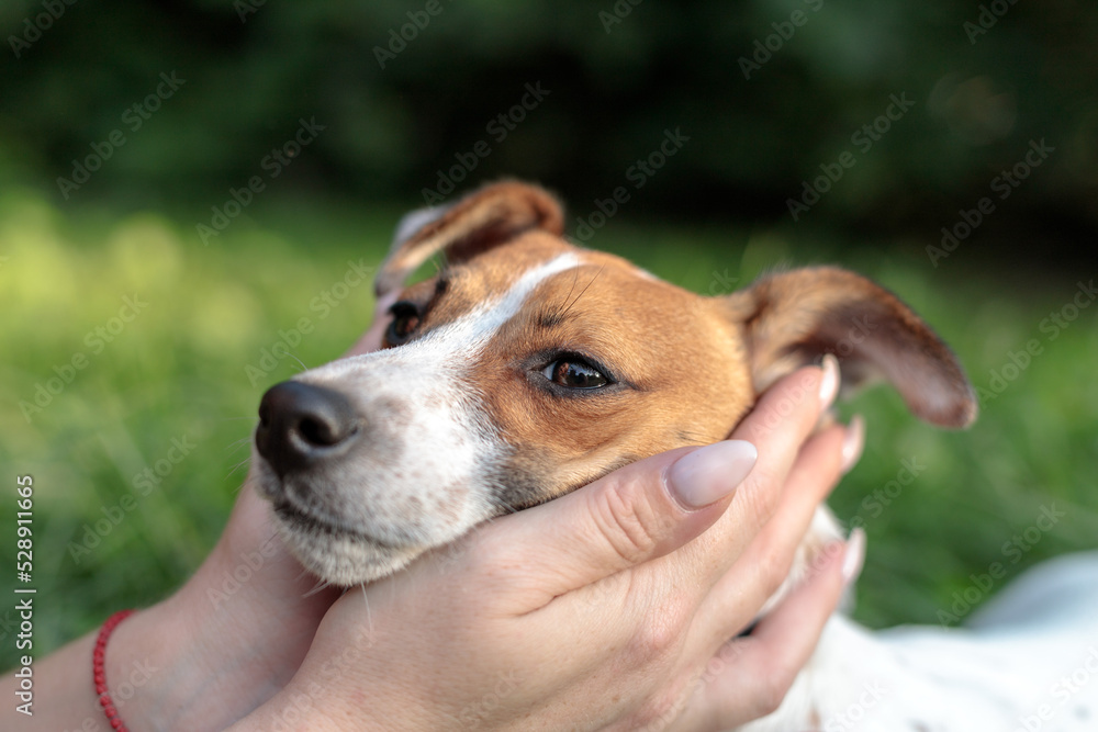 playing with a dog. Women's hands hold a dog's muzzle. Walking with a dog in the park