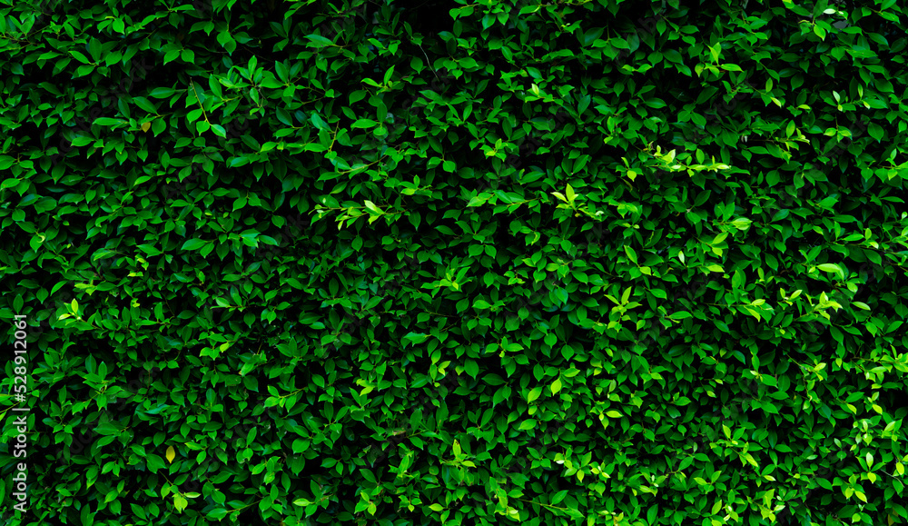 Small green leaves in hedge wall texture background. Closeup green hedge plant in garden. Eco evergreen hedge wall. Natural backdrop. Beauty in nature. Green leaves with natural pattern wallpaper.