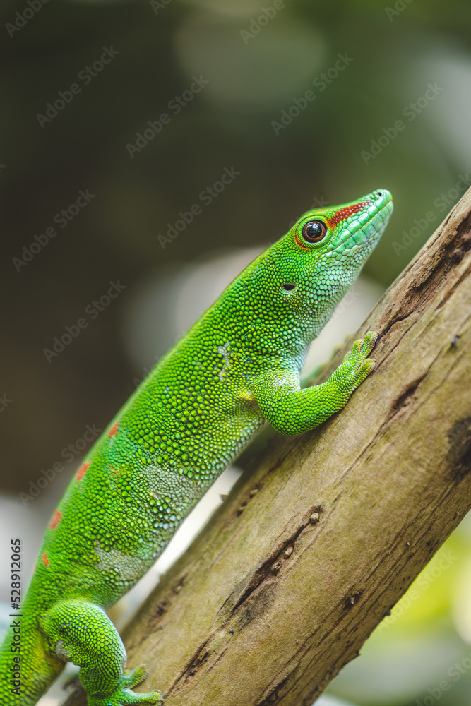 Fototapeta premium green lizard on a branch