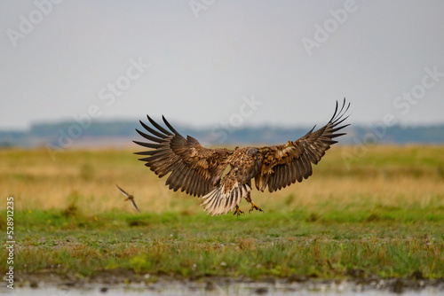 Flying White-tailed Eagle haliaeetus albicilla © Creaturart