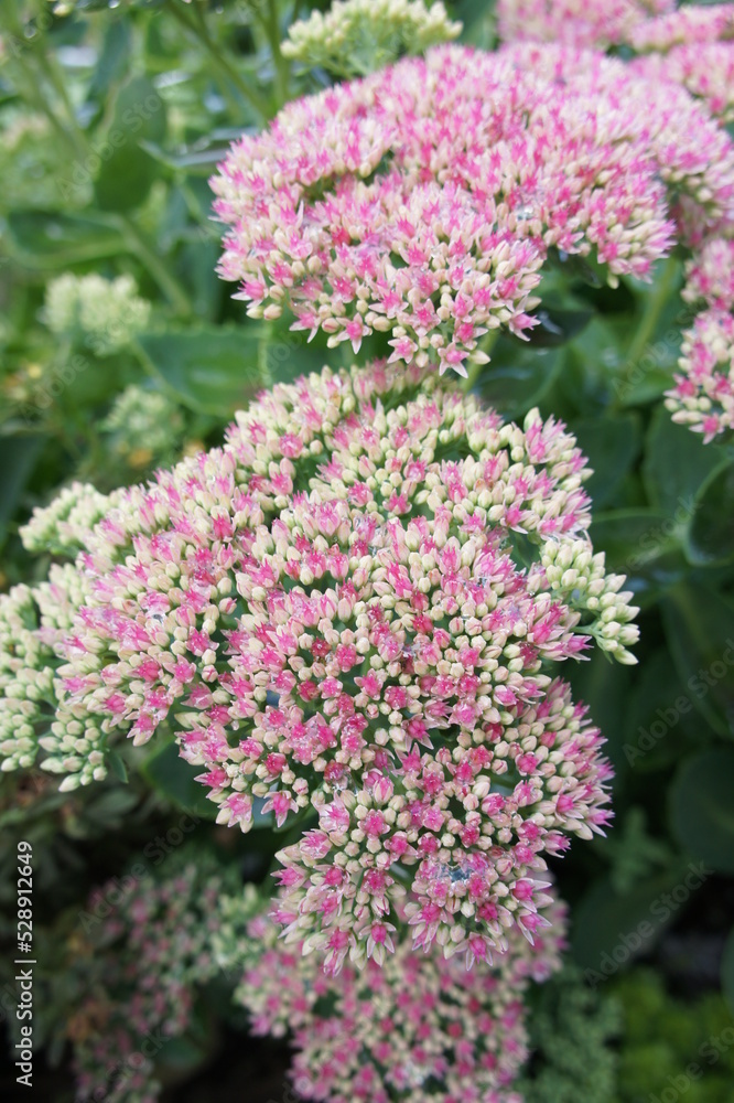 Succulent with thick fleshy stems, leaves and big pink inflorescences. sedum spectabile. Autumn blooming flowers.Garden decorations. Landscape design. Nature wallpaper. Succulent with thick fleshy stems, leaves and big pink inflorescences. sedum spectabile. Autumn blooming flowers.Garden decorations. Landscape design. Nature wallpaper.