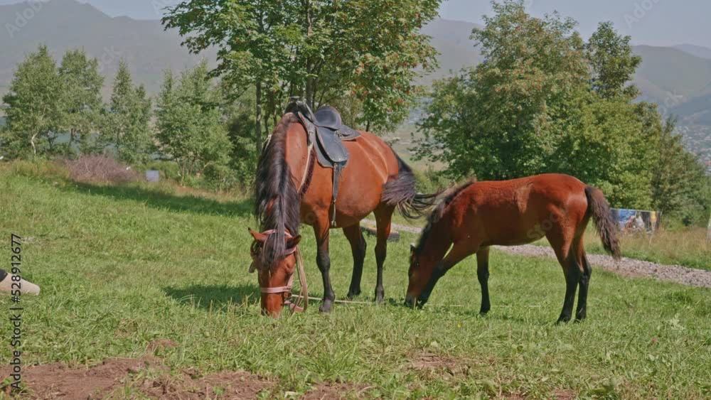 Horse With Foal Grazing in an Autumn Meadow Horse With Foal Grazing in an Autumn Meadow