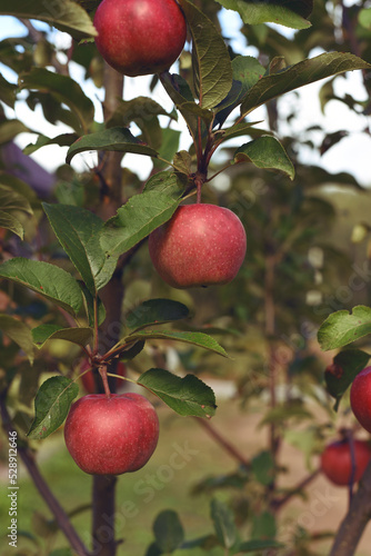 Ripe red apples on apple tree. An apple tree branch in the garden on a summer day. 