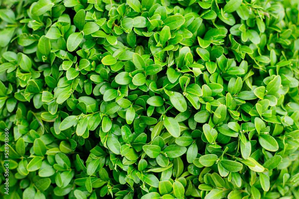 Obraz premium green leaves background