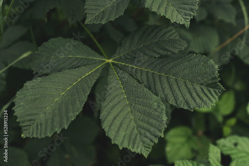 Green leaves of a horse chestnut tree (aesculus hippocastanum, conker tree). 