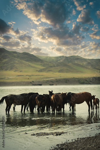 A small herd of horses at an evening watering hole in the Ili River. Copy space  vertical.